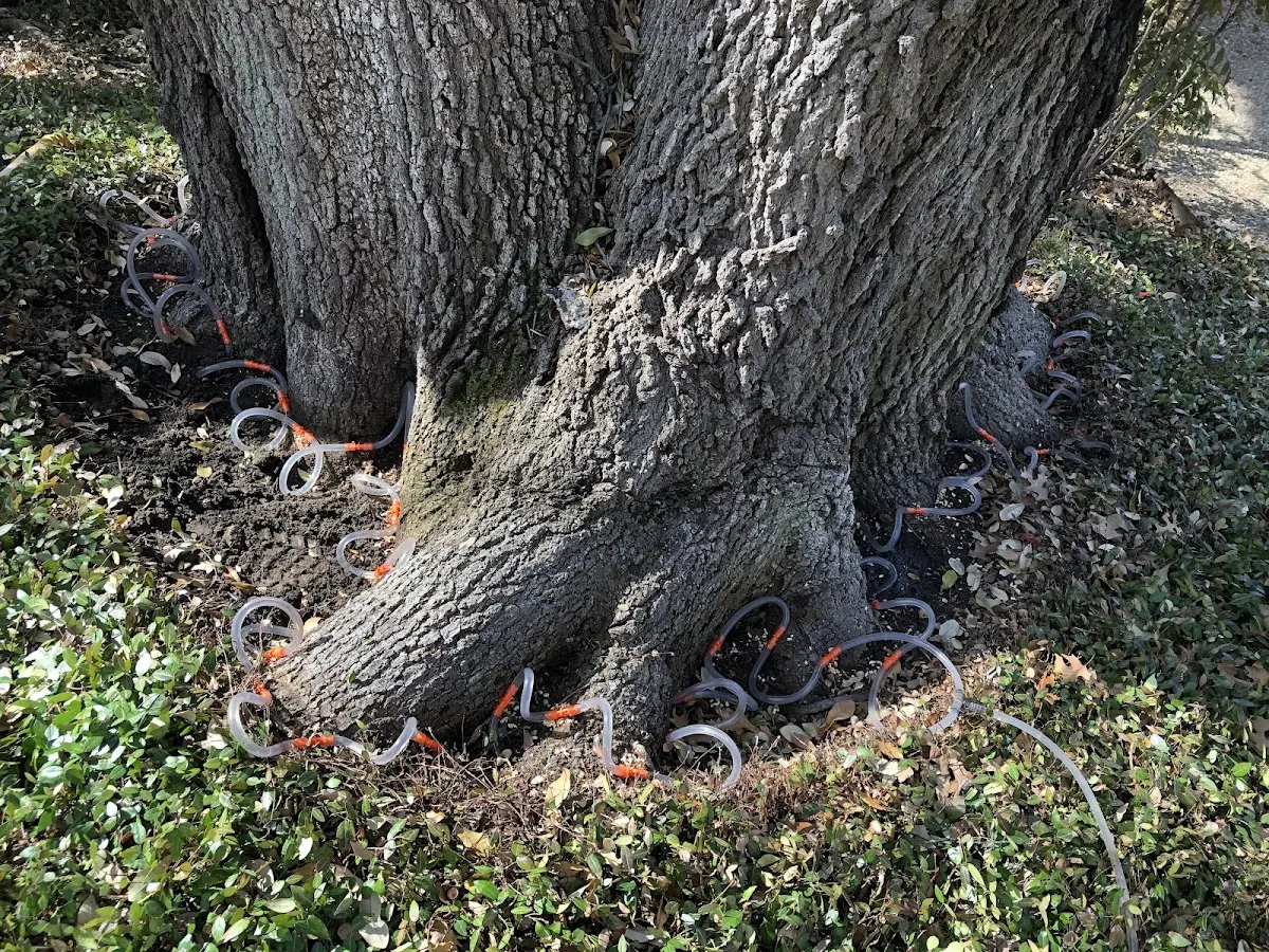 Detailed Tree Cabling and Bracing job site in Seco